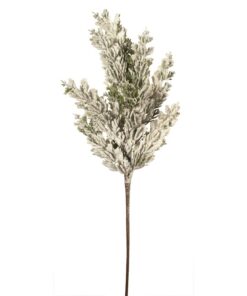 Spray Cypress Snow
